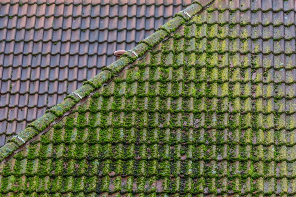 how to remove a moss on roof nz